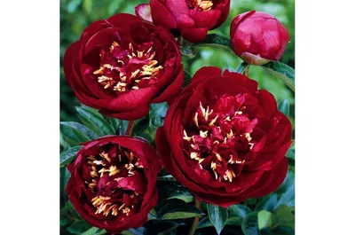 Пион Бакай Белл – Paeonia Buckeye Belle