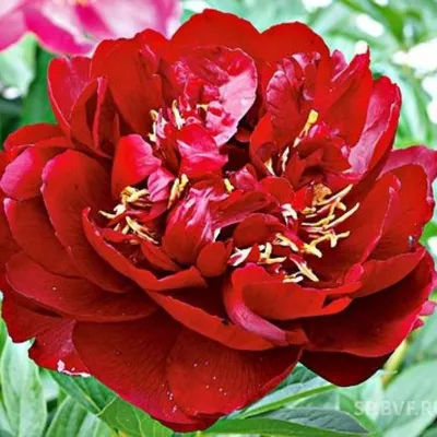 Пион Бакай Белл – Paeonia Buckeye Belle