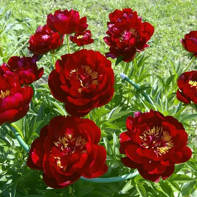 Пион Бакай Белл (Paeonia Buckeye Belle)