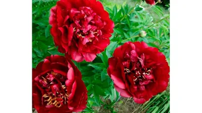 Пион «Бакай Белл» (Paeonia Buckeye Bell) ⋆ blumgarden.ru