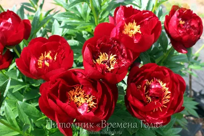 Пион Бакай Белл – Paeonia Buckeye Belle