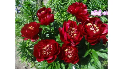 Paeonia hybr 'Buckeye Belle'- пион 'Бакай Бэль' - питомник растений  Санкт-Петербург