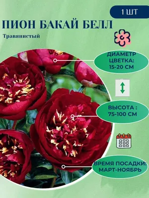 Пион Травянистый Бакай Белл – купить саженцы в интернет-магазине Лафа с  доставкой по Москве, Московской области и России