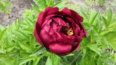 Пион Бакай Белл (Paeonia Buckeye Belle) купить в Москве по низкой цене из  питомника, доставка почтой по всей России | Интернет-магазин Подворье