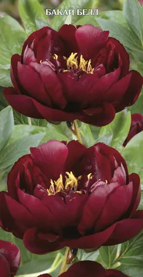 Пион Бакай Белл – Paeonia Buckeye Belle