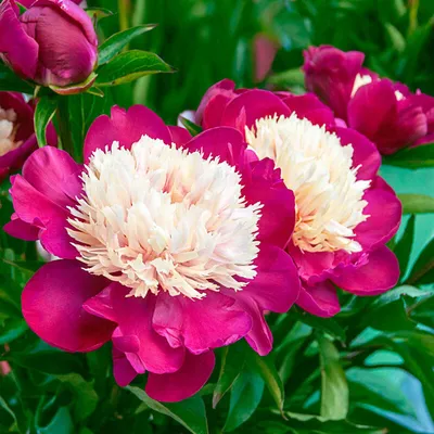 ᐅ Пион \"Бакай Бэль\" (Paeonia \"Buckeye Belle\") купить по цене производителя  ✓доставкой почтой в магазине ❀Пролисок❀ Украина - Интернет-магазин  «Пролисок» - садовые растения почтой