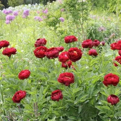 Экзотические Растения Саженцы on Instagram: \"Пион межвидовой гибрид Бакай  Белл Paeonia hybride Buckeye Belle - полумахровый, темный,  коричнево-красный. Внешние лепестки крупные, округлой формы. В центре  кольцо из желтых тычинок. При посадке почки