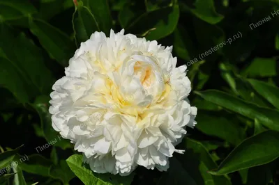 Пион Ballerina (Paeonia Ballerina)