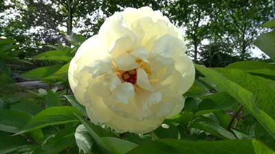 Экзотические Растения Саженцы on Instagram: \"Пион балерина 1820₽ Зацветает  в середине мая, цветение длится 2-3 недели. Характеристики Окрас цветка -  зеленовато-белый. Высота цветоноса - 80 см. Диаметр цветка - 16 см. Период