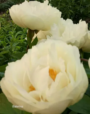 Пион Ballerina (Paeonia Ballerina)