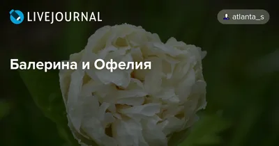 Декор тинги \"Пион балерина\" 150 см, микс - РусЭкспресс