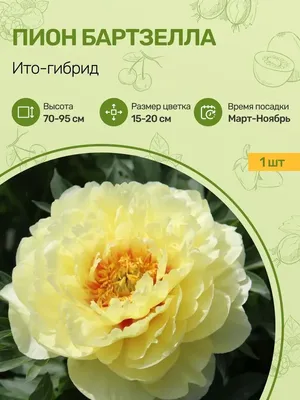 Пион бартзелла фото - 76 картинок