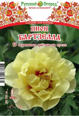 Идеальный кандидат на роль изысканного украшения участка – желтый пион « Бартзелла», относящийся к ито-гибридам. Крупные солнечные цветы… | Instagram