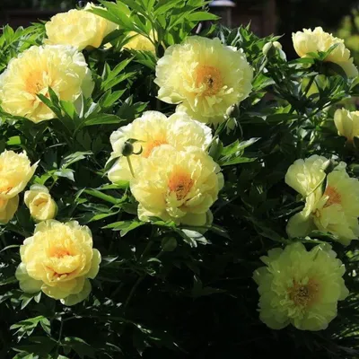 Купить Пион Ито-гибрид 'Бартзелла' (желтый) в Москве в питомнике растений  Южный