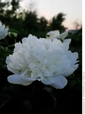Роза почвопокровная - Белая Лебедь - купить в питомнике Игоря Никитина \"Сад  Апогей\" в Челябинске