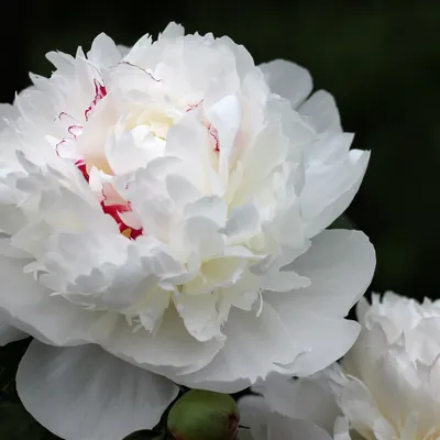 необычный белый цветок пиона, большие картины цветов фон картинки и Фото  для бесплатной загрузки