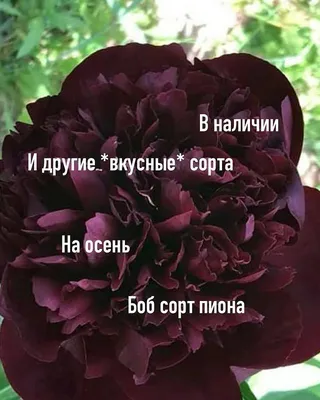 Садовая галерея