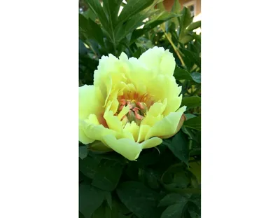 Paeonia ITOH 'Prairie Charm' - Садовые ноты