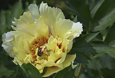 Paeonia ITOH 'Prairie Charm' - Садовые ноты