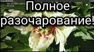 Пион Гарден Треже (Ито) Полумахровый | «Сад Онлайн»