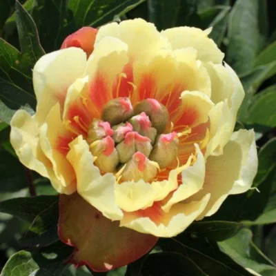 Пион Бордер Чарм – Paeonia Border Charm