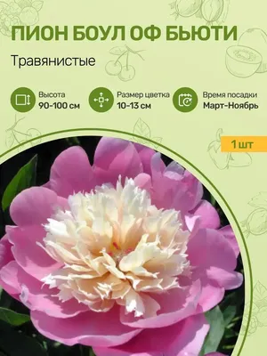Саженцы Пион травянистый Боул оф Бьюти, купить в Новосибирске