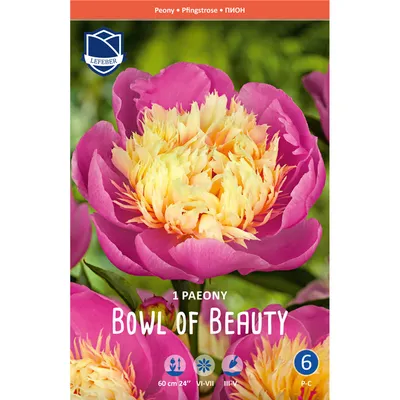 Пион молочноцветковый \"Боул Оф Бьюти\" (Bowl of Beauty) — купить по цене 2  900 руб. в интернет-магазине \"Заокские питомники растений\"