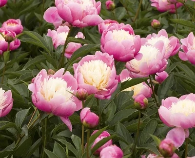Пионы цветут в саду в июне | Цветочная лихорадка Растим цветы | Дзен