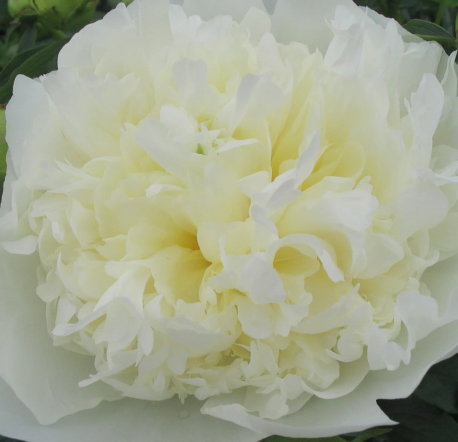 Пион уайт отзывы. Пион (Paeonia) Charlies White. Пион Шарлиз Уайт.