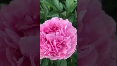 Luchshiy pion Энджел Чикс - пионы - My Peony Society