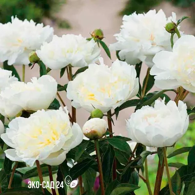 Duchesse de Nemours peony. Дюшес де Немур пион - YouTube