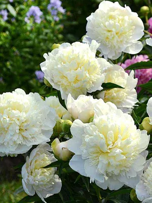 Пион Пион Дюшес де Немур Duchesse de Nemours