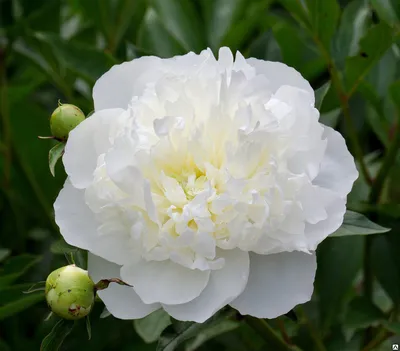 Пион Дюшес де Немур (Duchesse d Nemours)