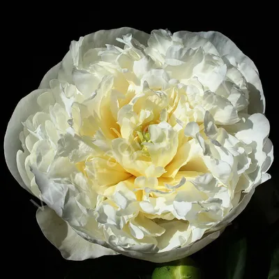 Пион Duchesse de Nemours (Дюшес де Немур) можно купить недорого с доставкой  в питомнике Любвитский