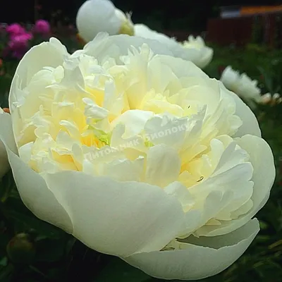 Пион Дюшес де Немур – Paeonia Duchesse de Nemours.