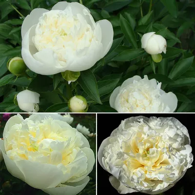 Пион травянистый Duchesse de Nemours (Дюшес де Немур) 3/5 (1 шт) купить в  Украине с доставкой | Цена в Svitroslyn.ua