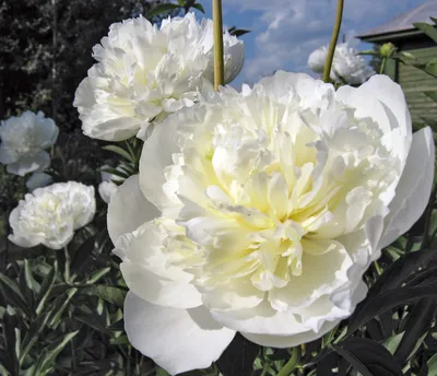 Пион молочноцветковый Дюшес Де Немур ( Paeonia Lactiflora (D) Duchesse de  Nemours) купить в псковской области опочка питомник вилла планта
