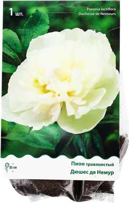 Пион Дюшес де Немур - Садовый центр «СадОК»
