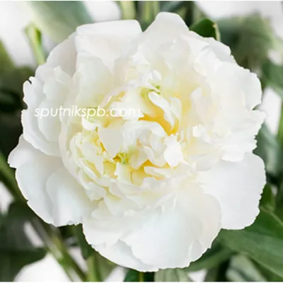 Купить ПИОН ТРАВЯНИСТЫЙ ДЮШЕС ДЕ НЕМУР Paeonia Duchesse de Nemours -  Садовый центр «Любимый сад»