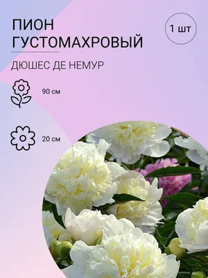 Пион травянистый «Дюшес де Немур» по цене 577 ₽/шт. купить в Москве в  интернет-магазине Леруа Мерлен