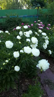 Пион Дюшес де Немур (Paeonia Duchesse de Nemours) - купить в Москве в  интернет-магазине