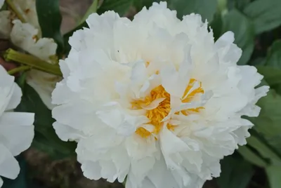 🔥Пион Дюшес де Немур (Duchesse de Nemours)🔥 Сорт «Дюшес де Немур»  является одним из наиболее популярных и излюбленных. Долгий период… |  Instagram