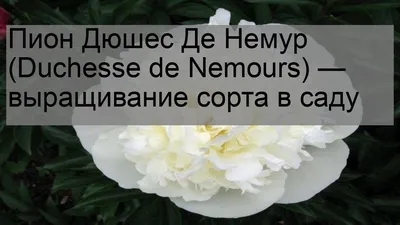 Букет из пионов Дюшес де Немур (Duchesse de Nemours): цена 5 700 руб.