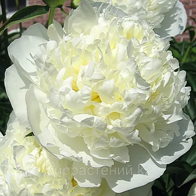 Luchshiy pion Дюшес де Немур - пионы - My Peony Society