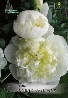 Пион Duchesse de Nemours (Дюшес де Немур) можно купить недорого с доставкой  в питомнике Любвитский