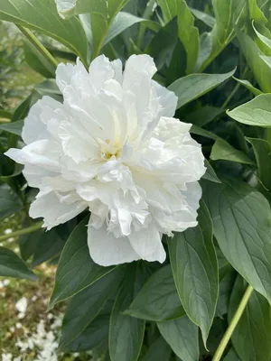 Пион Дюшес де Немур – Paeonia Duchesse de Nemours.