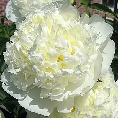 Пион \"Дюшес де Немур\" (id 77832519)