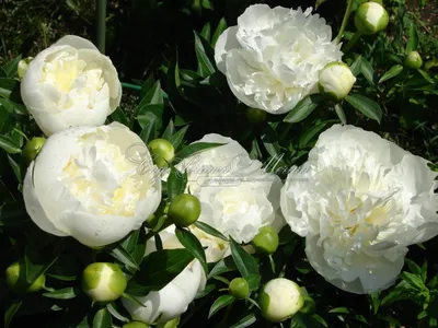 Пион Дюшес де Немур (Duchesse de Nemours): описание сорта, фото, посадка и  уход, отзывы