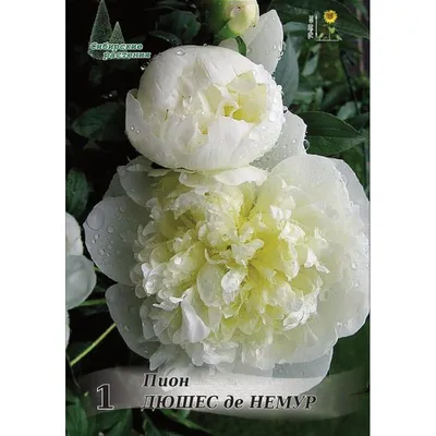 Leflower Пион Дюшес де Немур, корневище, Нидерланды