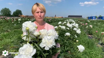 Букет пионов - ''Дюшес де Немур'' «BuketOnline»